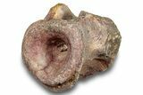 Fossil Synapsid (Stereophallodon) Vertebra - Texas #251368-1